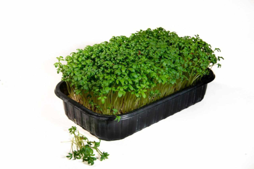 Мікрозелень Крес-салат Мікрозелень Крес-салат